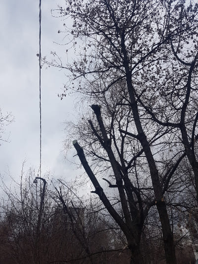 Обрезка деревьев в Раменском районе